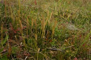 Lycopodium clavatum